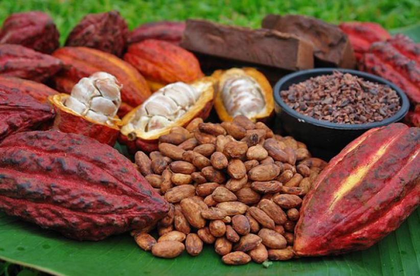 cacao 