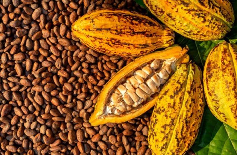 Cacao