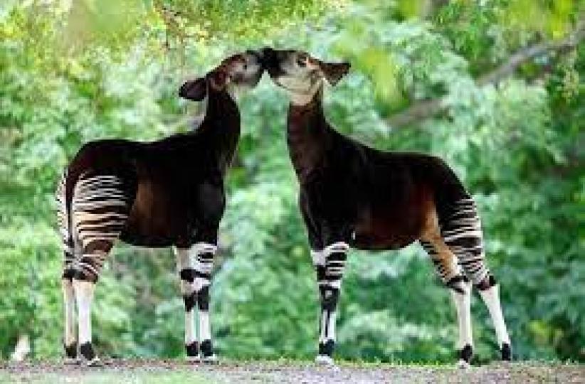 l'Okapi