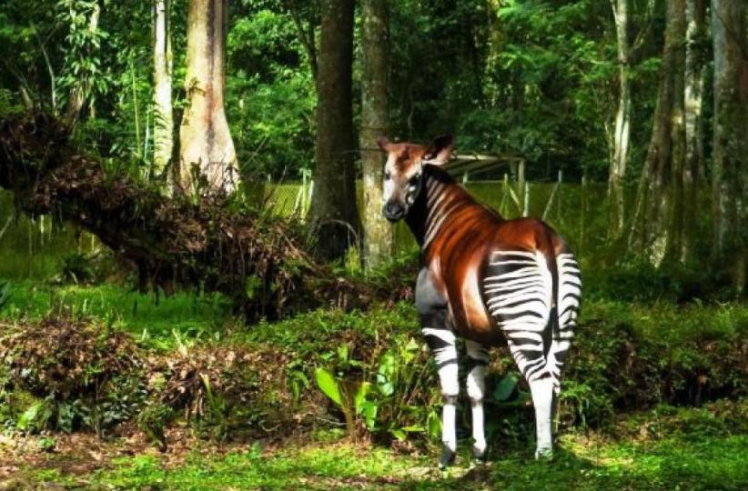 l'Okapi dans la forêt 