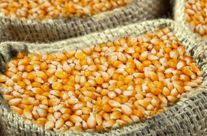 Les provinces du Haut-Katanga, Lualaba et Tanganyika dépendent à 70% des importations du maïs zambien