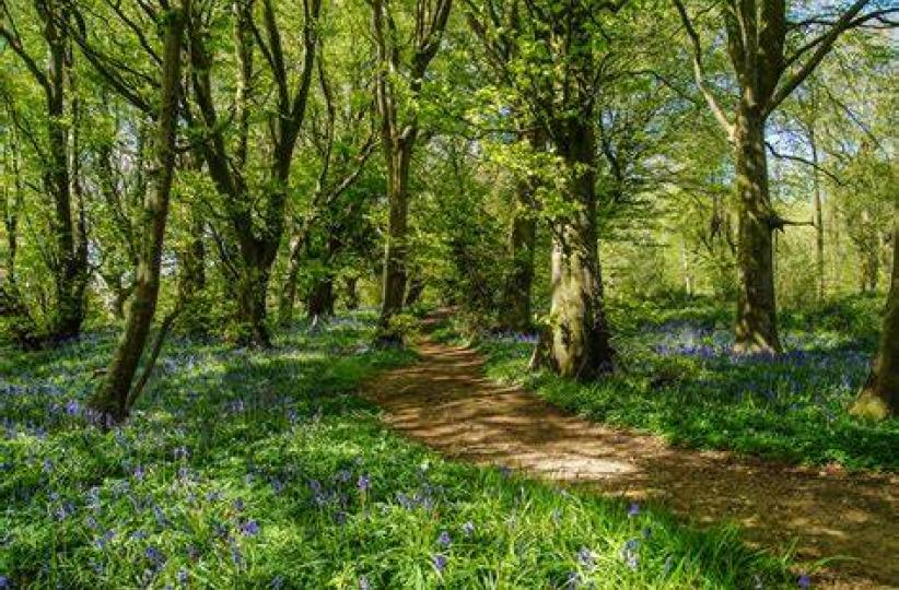 Forêt. Photo droits tiers