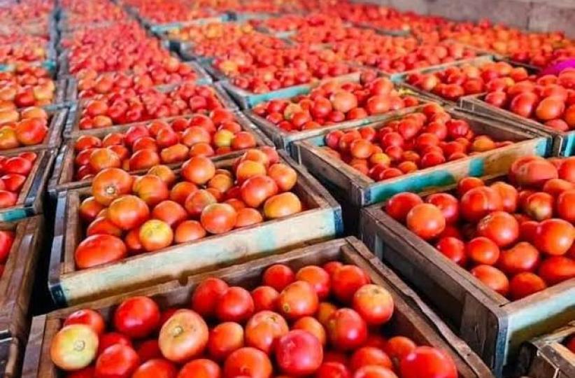 Tomates 