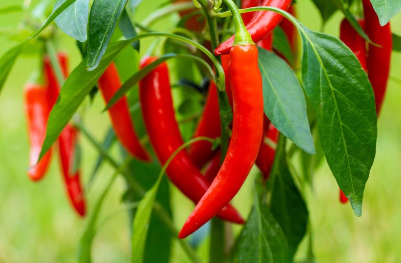 Piment rouge Bec d'oiseau 
