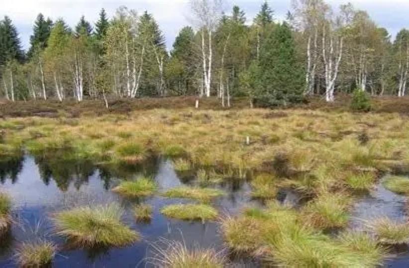 Tourbières 