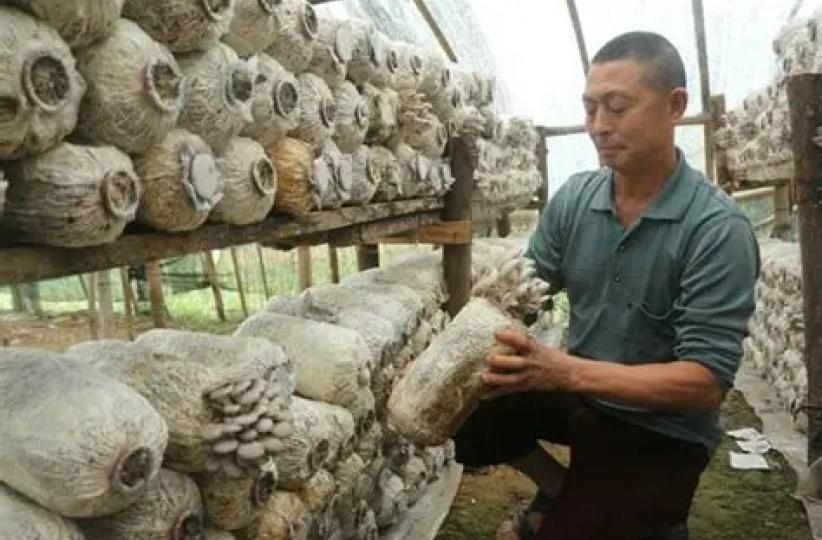 La technique Juncao pour la production des champignons comestibles médicinaux 