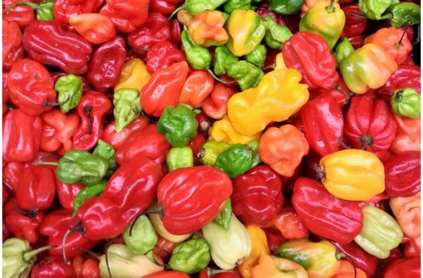 Piments rouges.